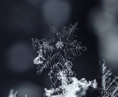 kar üzerinde kar taneleri. Resim 8 bir sıcaklıkta yapılır C