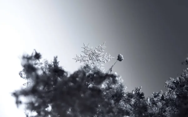 雪の上の雪 画像は の温度で作られた — ストック写真