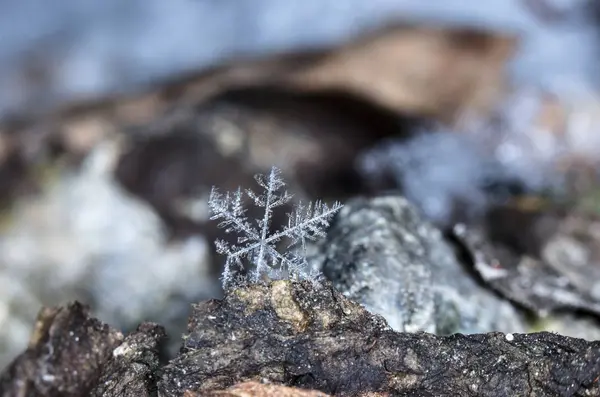 Snowflakes Snow Picture Made Temperature — Stock Photo, Image