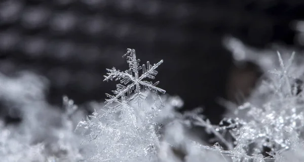 在雪上的雪花 这幅画是在温度的 — 图库照片