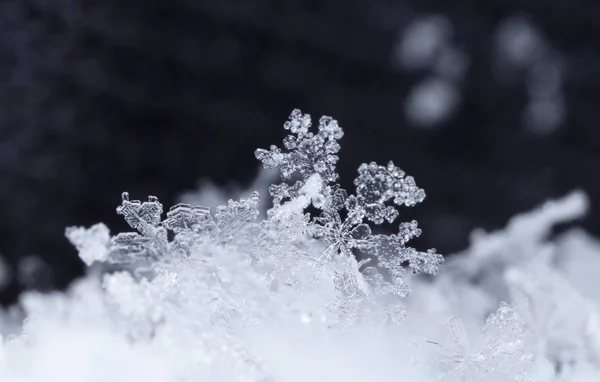 Fiocchi Neve Sulla Neve Immagine Fatta Una Temperatura — Foto Stock