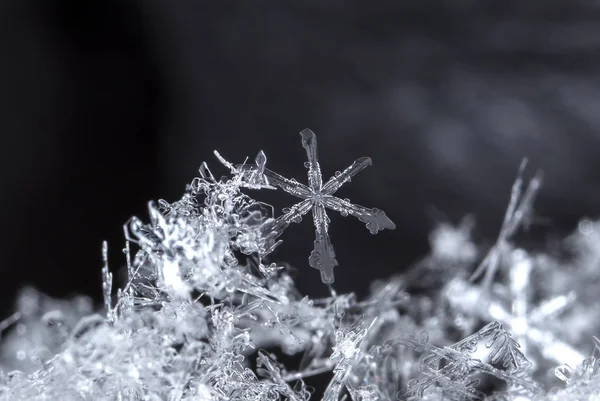 Sneeuwvlokken Sneeuw Foto Gemaakt Bij Een Temperatuur Van — Stockfoto