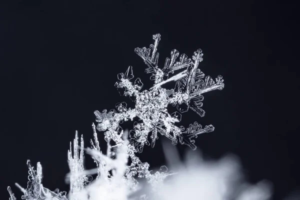 在雪上的雪花 这幅画是在温度的 — 图库照片