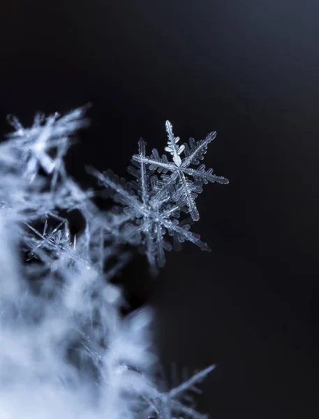 Sneeuwvlokken Sneeuw Foto Gemaakt Bij Een Temperatuur Van — Stockfoto