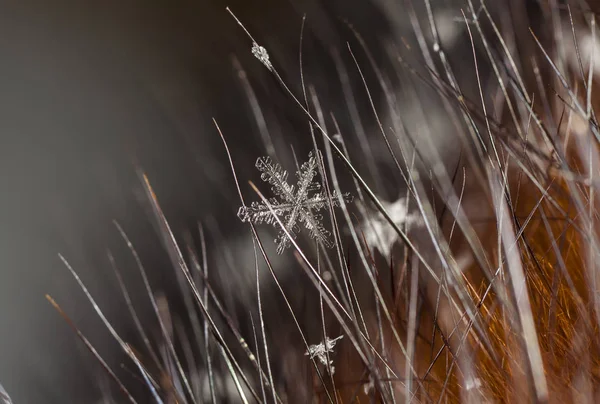 在雪上的雪花 这幅画是在温度的 — 图库照片