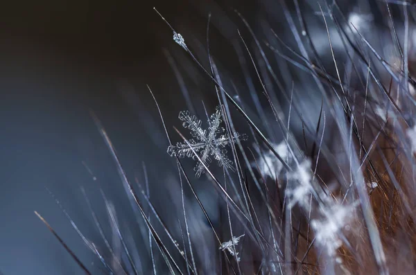 Copos Nieve Nieve Imagen Hace Una Temperatura —  Fotos de Stock