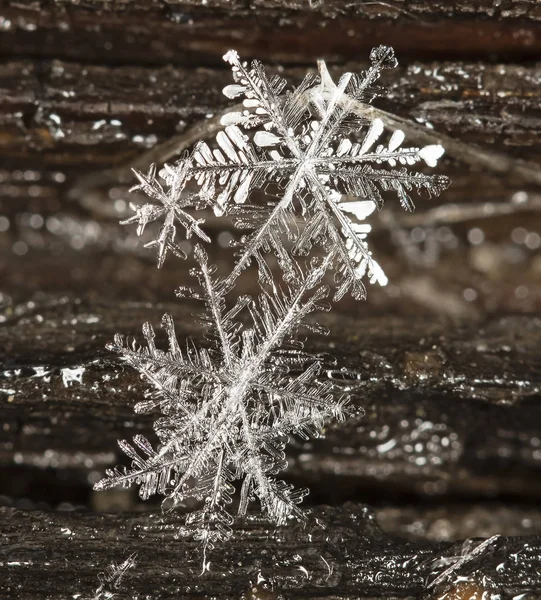 在雪上的雪花 这幅画是在温度的 免版税图库照片