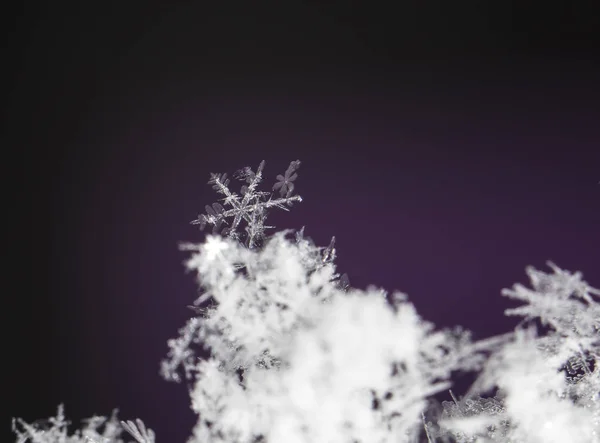 在雪上的雪花 这幅画是在温度的 — 图库照片