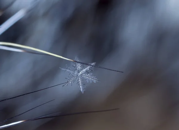 在雪上的雪花 这幅画是在温度的 — 图库照片