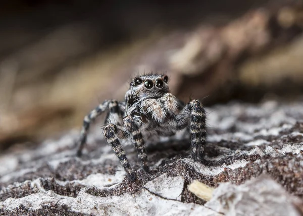 Imagem Uma Aranha Madeira Foozle — Fotografia de Stock