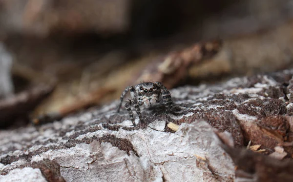 Photo Une Araignée Dans Bois Sur Foozle — Photo