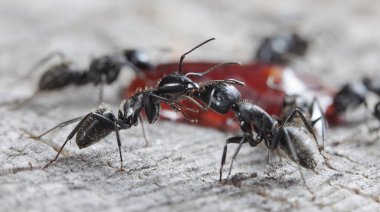 doğal bir habitat ta büyük orman karıncaları