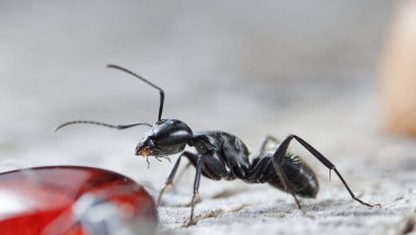 doğal bir habitat ta büyük orman karıncaları