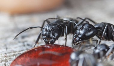 doğal bir habitat ta büyük orman karıncaları