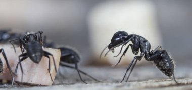 doğal bir habitat ta büyük orman karıncaları