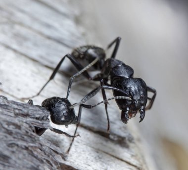 doğal bir habitat ta büyük orman karıncaları