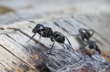 doğal bir habitat ta büyük orman karıncaları
