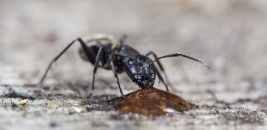 doğal bir habitat ta büyük orman karıncaları