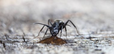 doğal bir habitat ta büyük orman karıncaları