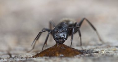 doğal bir habitat ta büyük orman karıncaları
