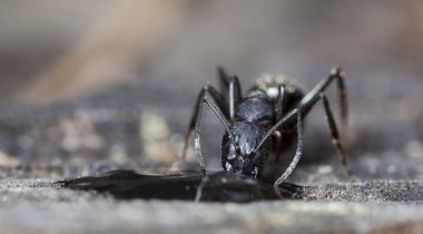 doğal bir habitat ta büyük orman karıncaları