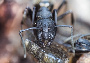 doğal bir habitat ta büyük orman karıncaları