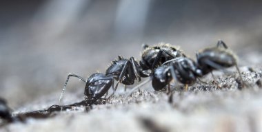 doğal bir habitat ta büyük orman karıncaları
