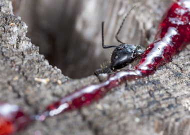 doğal bir habitat ta büyük orman karıncaları