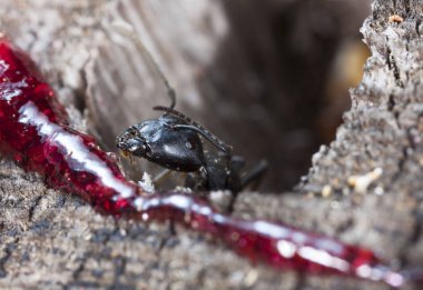doğal bir habitat ta büyük orman karıncaları