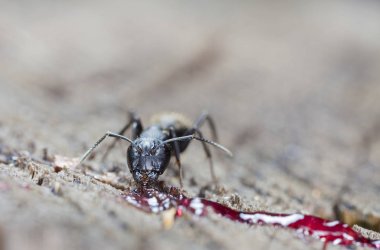 doğal bir habitat ta büyük orman karıncaları