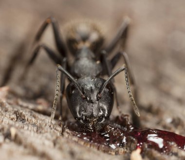doğal bir habitat ta büyük orman karıncaları