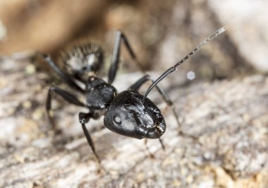 doğal bir habitat ta büyük orman karıncaları