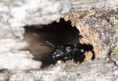 doğal bir habitat ta büyük orman karıncaları