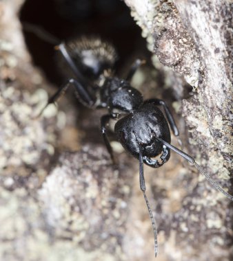 doğal bir habitat ta büyük orman karıncaları