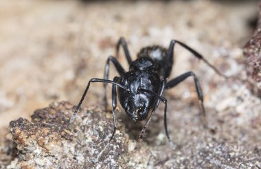 doğal bir habitat ta büyük orman karıncaları