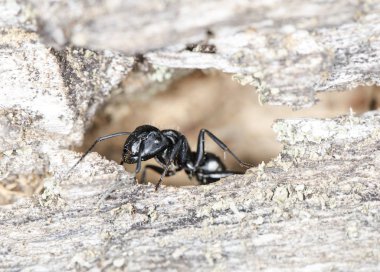 doğal bir habitat ta büyük orman karıncaları