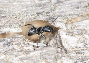 doğal bir habitat ta büyük orman karıncaları