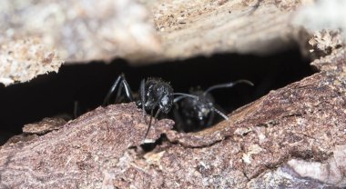 doğal bir habitat ta büyük orman karıncaları