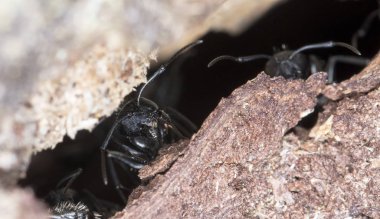 doğal bir habitat ta büyük orman karıncaları