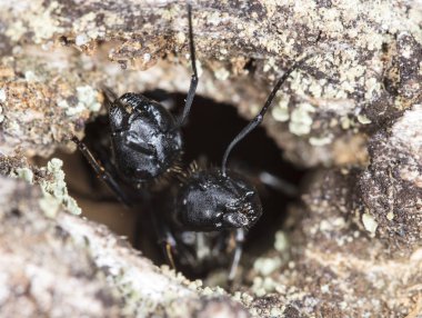 doğal bir habitat ta büyük orman karıncaları