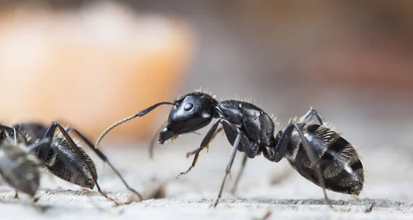 Big Forest Ants Native Habitat — Stock Photo, Image