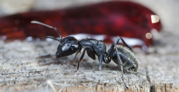 Doğal Bir Habitat Büyük Orman Karıncaları — Stok fotoğraf