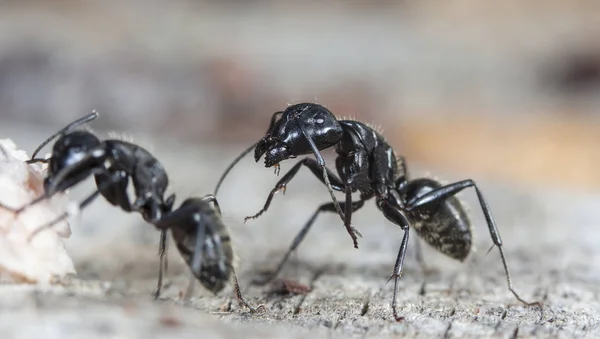 Große Waldameisen Einem Heimischen Lebensraum — Stockfoto