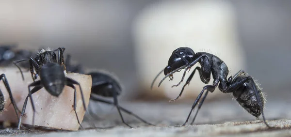 Duże Mrówki Leśne Rodzimym Siedlisku — Zdjęcie stockowe