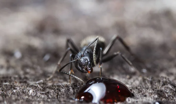 Doğal Bir Habitat Büyük Orman Karıncaları — Stok fotoğraf