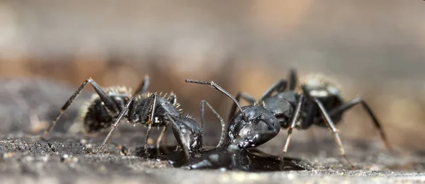 Grandes Fourmis Forestières Dans Habitat Indigène — Photo