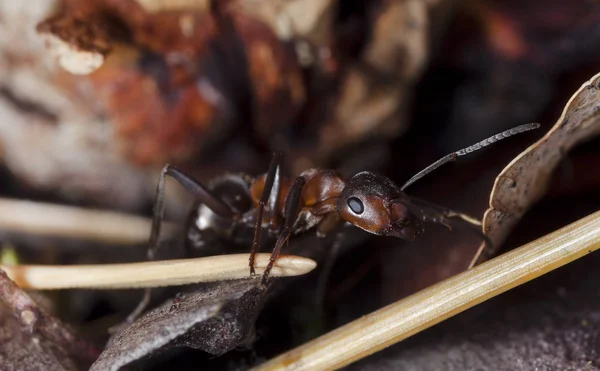 Stora Skogs Myror Naturlig Miljö — Stockfoto