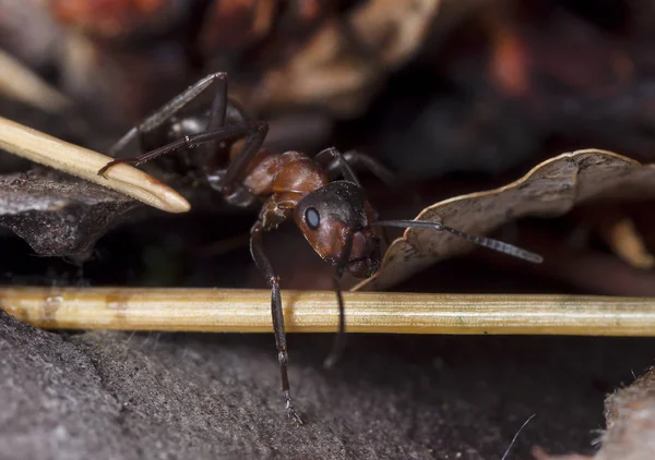 Grandes Fourmis Forestières Dans Habitat Indigène — Photo