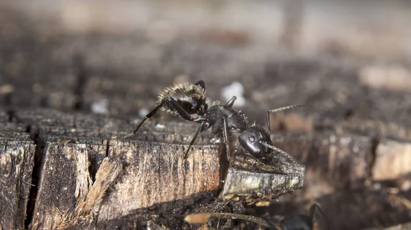 Formigas Grandes Floresta Habitat Nativo — Fotografia de Stock