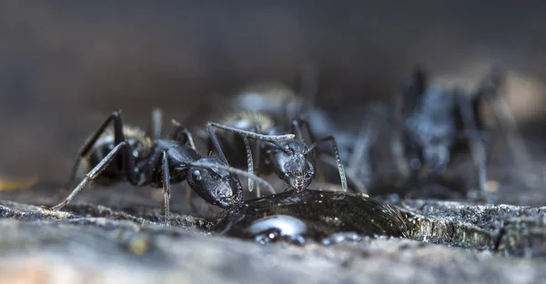 Grandes Fourmis Forestières Dans Habitat Indigène — Photo